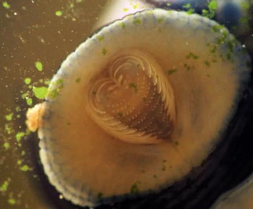 Кальмар обыкновенный пищеварительная система. Общая характеристика типа 