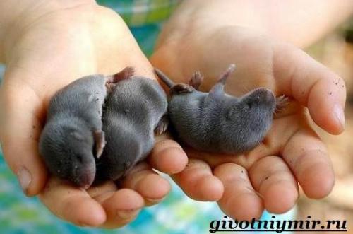 Продолжительность жизни крота. Размножение и продолжительность жизни крота