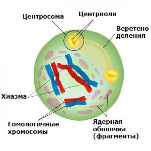 Что такое хромосома в биологии? набор хромосом. Что такое хромосома. Гаплоидный и диплоидный набор хромосом 04