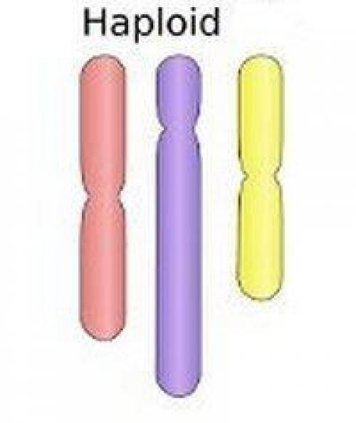 Что такое хромосома в биологии? набор хромосом. Что такое хромосома. Гаплоидный и диплоидный набор хромосом 01