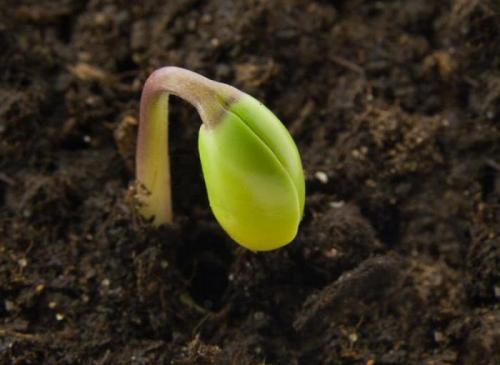 Что такое зародыш в биологии определение. Значение слова laquoзародыш. Типы оплодотворения животных