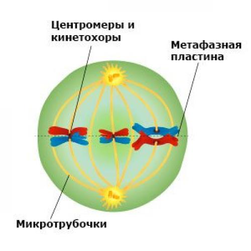 Что такое хромосома в биологии? набор хромосом. Что такое хромосома. Гаплоидный и диплоидный набор хромосом 05