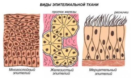 Рисунки тканей человека 8 класс биология