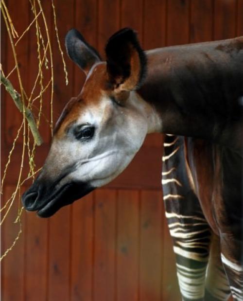 Животное окапи или карликовый лесной жираф. Окапи или «лесной жираф» (лат. Okapia johnstoni)