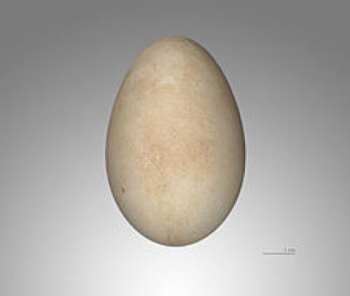 Когда птицы улетают. Какие птицы улетают в теплые края? 02