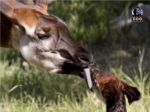 Животное окапи или карликовый лесной жираф. Окапи или «лесной жираф» (лат. Okapia johnstoni)