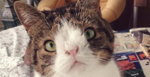 Сколько хромосом у кошки и кота