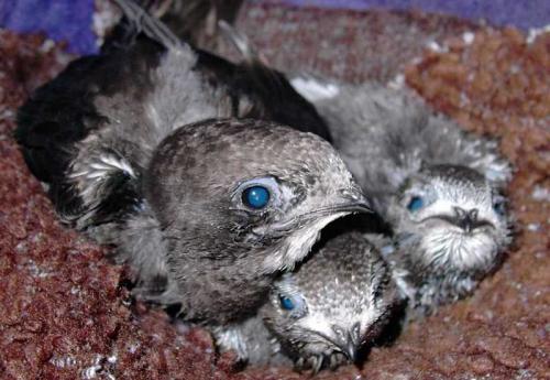 Гнезда стрижей. Внешний вид и ареал обитания черного стрижа