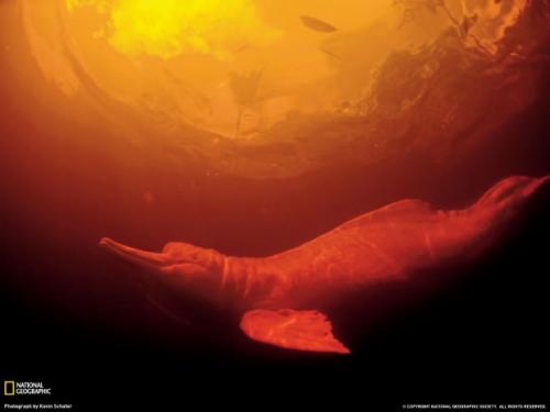 Речной дельфин амазонки. Амазонский дельфин или иния (лат. Inia geoffrensis)