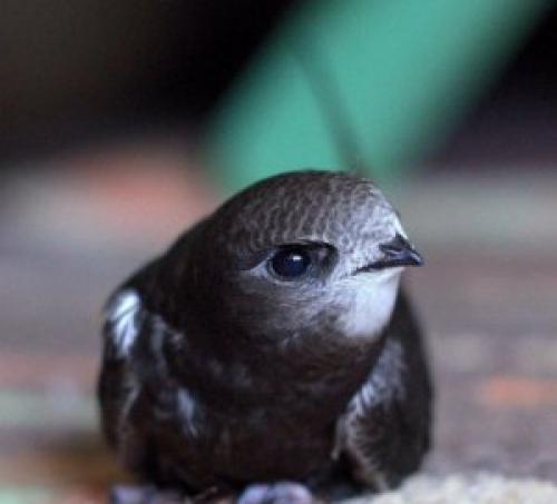 Гнезда стрижей. Внешний вид и ареал обитания черного стрижа