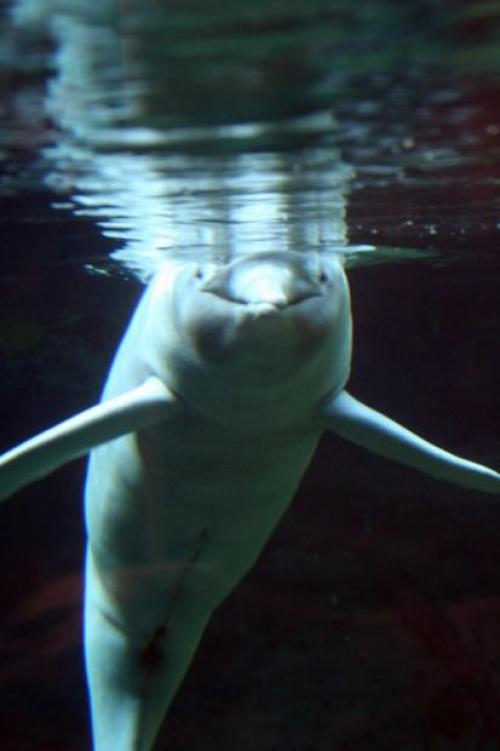 Речной дельфин амазонки. Амазонский дельфин или иния (лат. Inia geoffrensis)