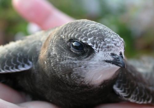 Гнезда стрижей. Внешний вид и ареал обитания черного стрижа