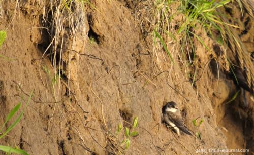 Чем отличается птица ласточка от стрижа. Как отличить стрижа от ласточки? 13