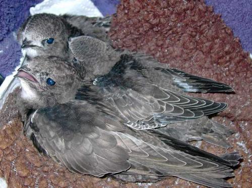 Гнезда стрижей. Внешний вид и ареал обитания черного стрижа