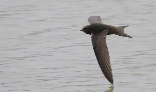 Гнезда стрижей. Внешний вид и ареал обитания черного стрижа