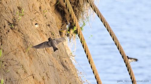 Чем отличается птица ласточка от стрижа. Как отличить стрижа от ласточки? 11