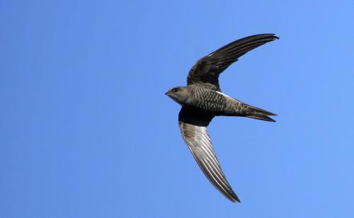 Гнезда стрижей. Внешний вид и ареал обитания черного стрижа