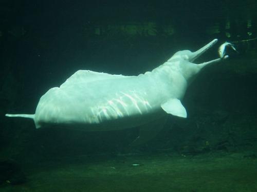 Речной дельфин амазонки. Амазонский дельфин или иния (лат. Inia geoffrensis)