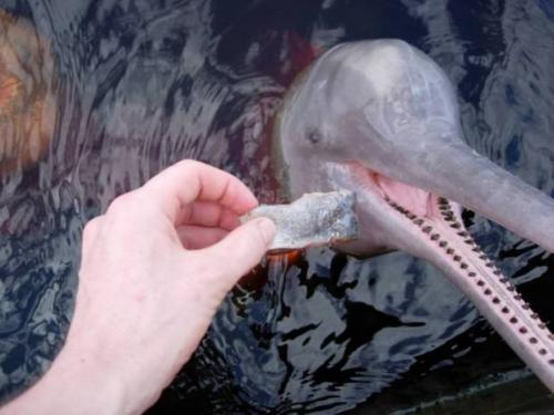 Речной дельфин амазонки. Амазонский дельфин или иния (лат. Inia geoffrensis)