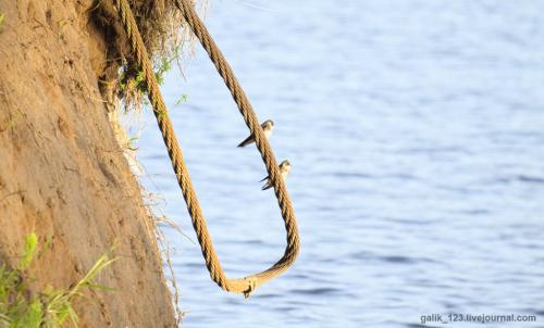 Чем отличается птица ласточка от стрижа. Как отличить стрижа от ласточки? 12