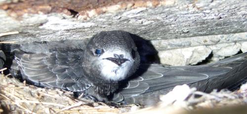 Гнезда стрижей. Внешний вид и ареал обитания черного стрижа