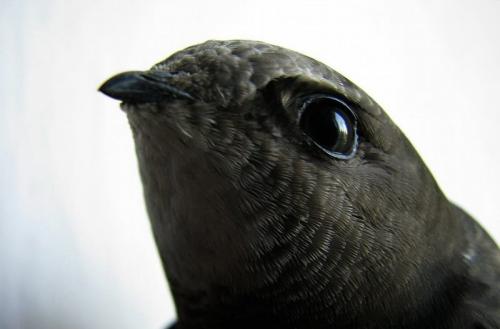 Гнезда стрижей. Внешний вид и ареал обитания черного стрижа