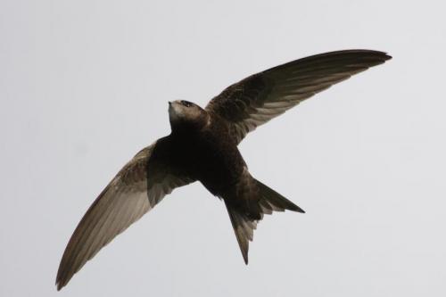 Гнезда стрижей. Внешний вид и ареал обитания черного стрижа