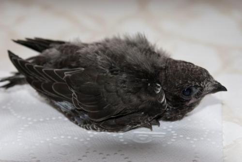 Гнезда стрижей. Внешний вид и ареал обитания черного стрижа