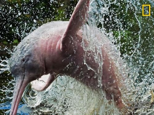 Речной дельфин амазонки. Амазонский дельфин или иния (лат. Inia geoffrensis)