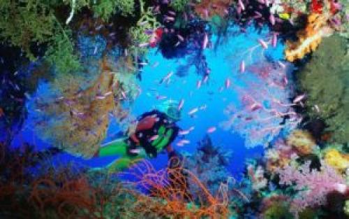 Интересные факты о кораллах и медузах. Интересные факты о кораллах