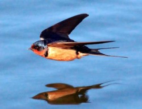 Интересные факты о ласточках. Привычки ласточек и среда их обитания