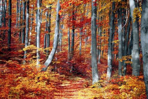 Сообщение о лесе. Описание леса, роль леса в жизни человека