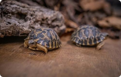 Черепаха честер. В зоопарке Честера появились две редкие лучистые черепахи