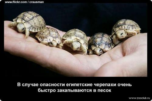 Интересные факты о черепахе. 10 интересных фактов о черепахах. 04