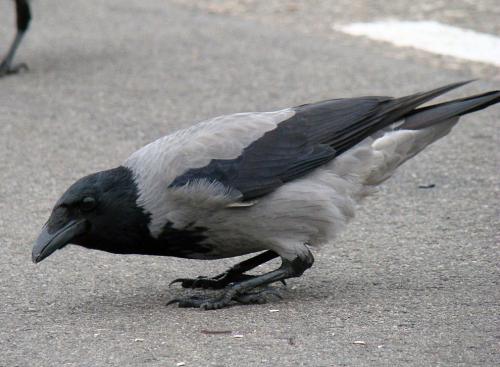 Орангутанг интеллект. 5 место: Вороны