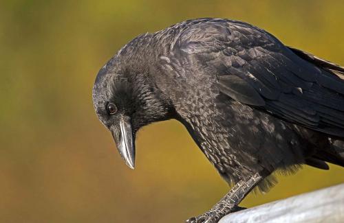 Орангутанг интеллект. 5 место: Вороны