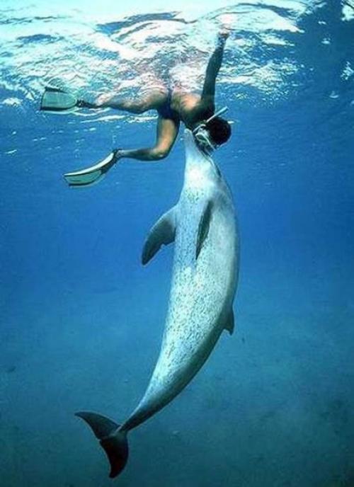 Дельфины факты. 10 интересных фактов о дельфинах (10 фото) 27