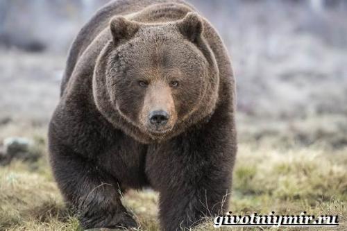 Бурый медведь википедия. Особенности и среда обитания бурого медведя