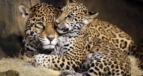 Черный ЯГУАР. Дикие животные Америки: ягуары и их среда обитания