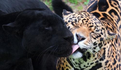 Черный ЯГУАР. Дикие животные Америки: ягуары и их среда обитания