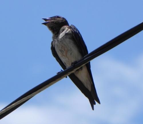 Внешний вид ласточки. Ласточка — особенности, образ жизни, брачный период и сроки жизни (93 фото + видео)