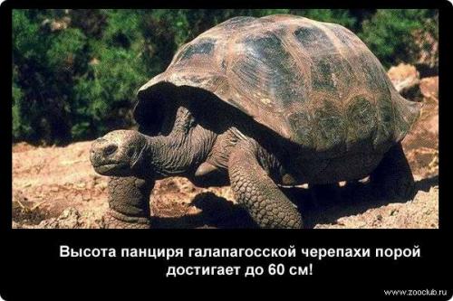 Интересные факты о черепахе. 10 интересных фактов о черепахах. 03