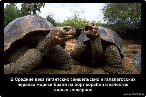 Интересные факты о черепахе. 10 интересных фактов о черепахах. 01
