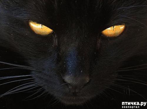 Все о кошках черных. Черные кошки: темная история с генетикой, особенности характера и прочая мистика