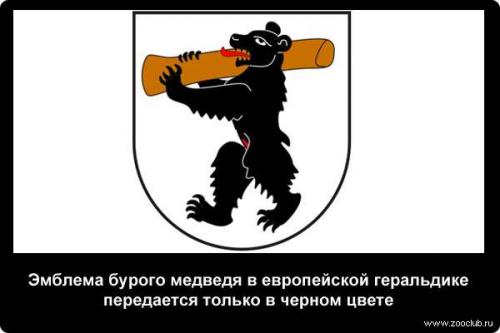 Интересные факты о медведях бурых. 20 интересных фактов о медведях белых и бурых 03
