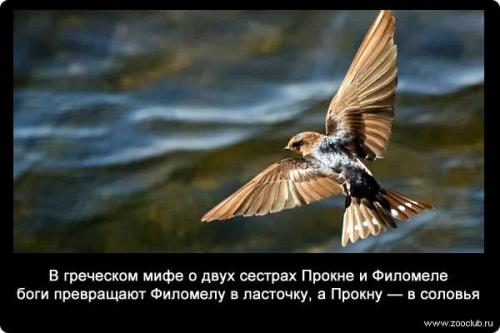 Ночью где спят ласточки. Как спят ласточки 03