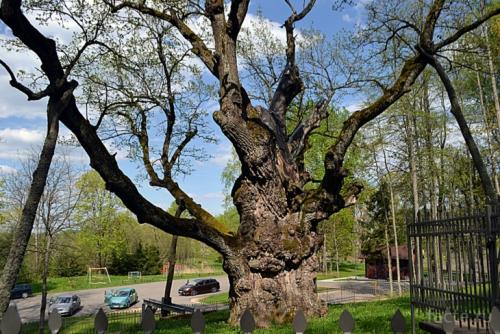 Сообщение о лесе. Интересное о лесах