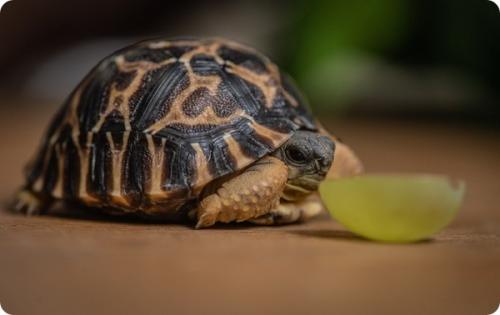 Черепаха честер. В зоопарке Честера появились две редкие лучистые черепахи