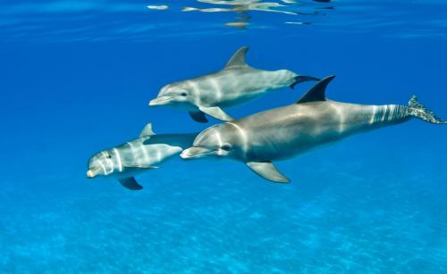 Дельфины страшные факты. Страшные тайны дельфинов (14 фото)