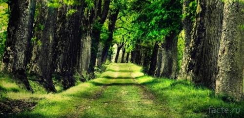 Сообщение о лесе. Интересное о лесах